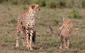 What Can You Expect During Your 4x4 Game Drive at Botlierskop