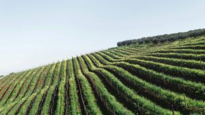 Wine Tasting Private Shuttle Service in Cape Town Your Ultimate Tour Guide