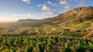 How to Choose the Best Half-Day Tour in Cape Town