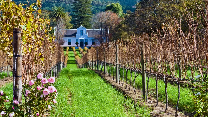 Constantia: Wine and Tranquility